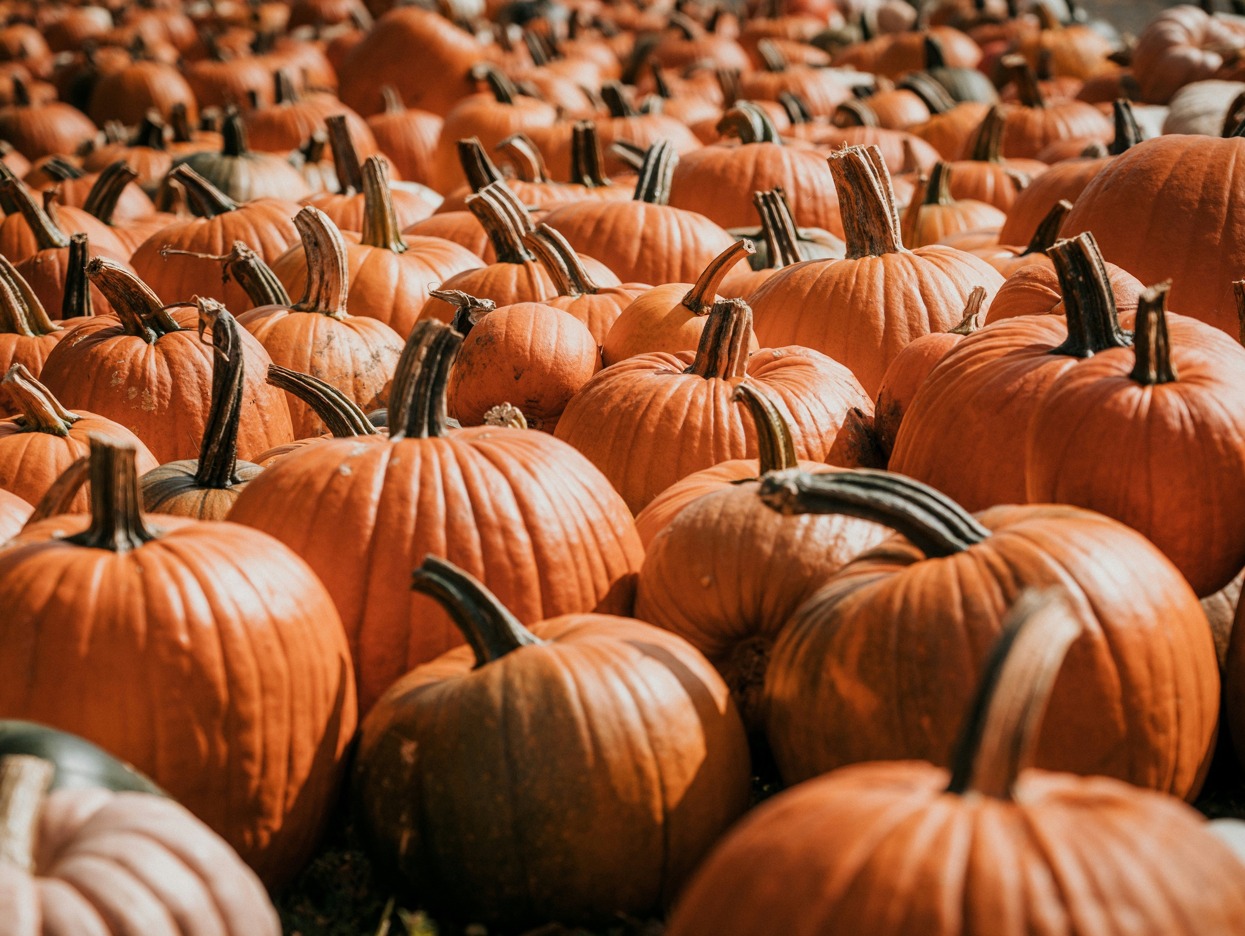 Rows of orange pumpkins with curled stems at a pumpkin patch.