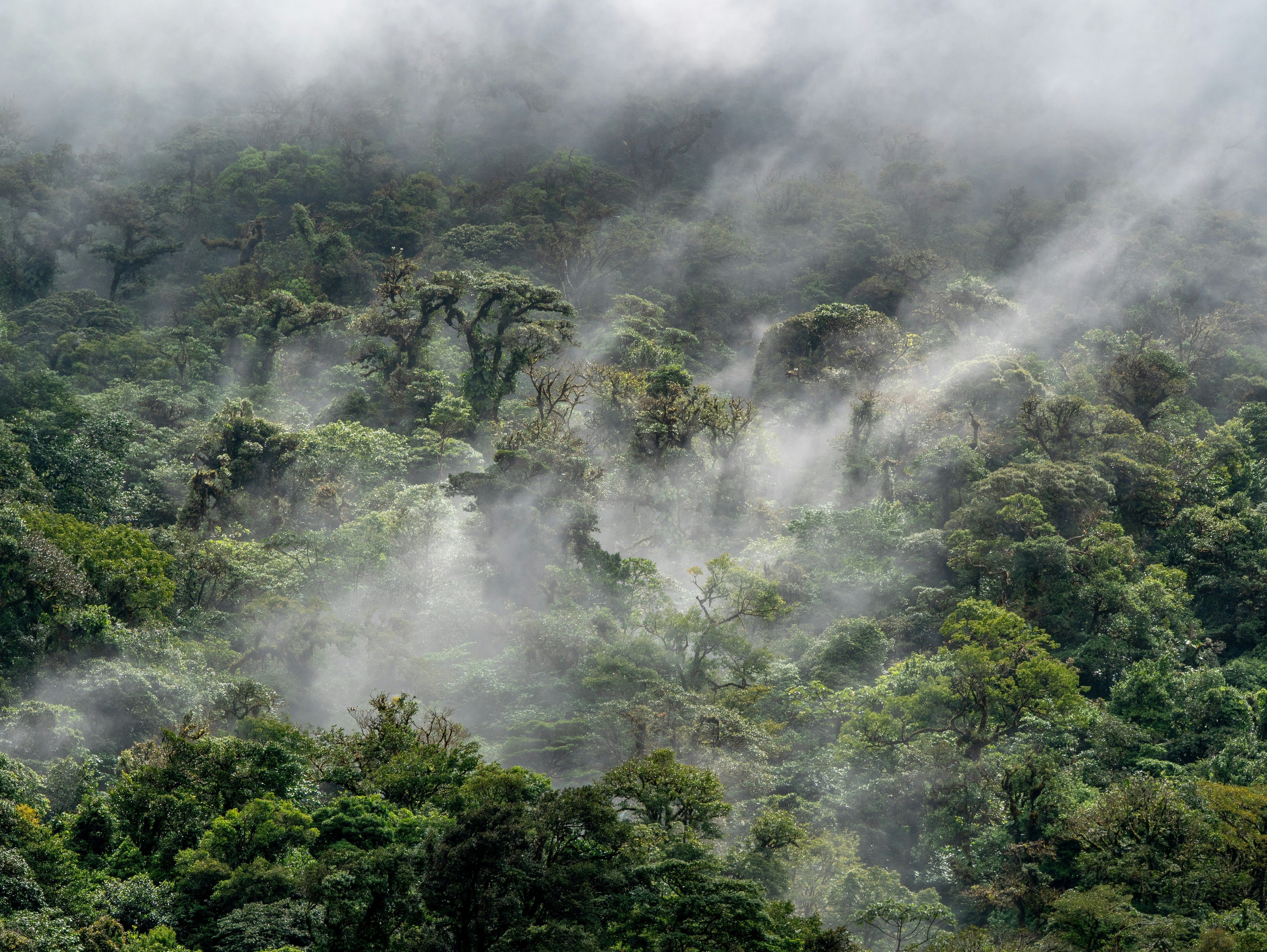 Rainforest in the rain