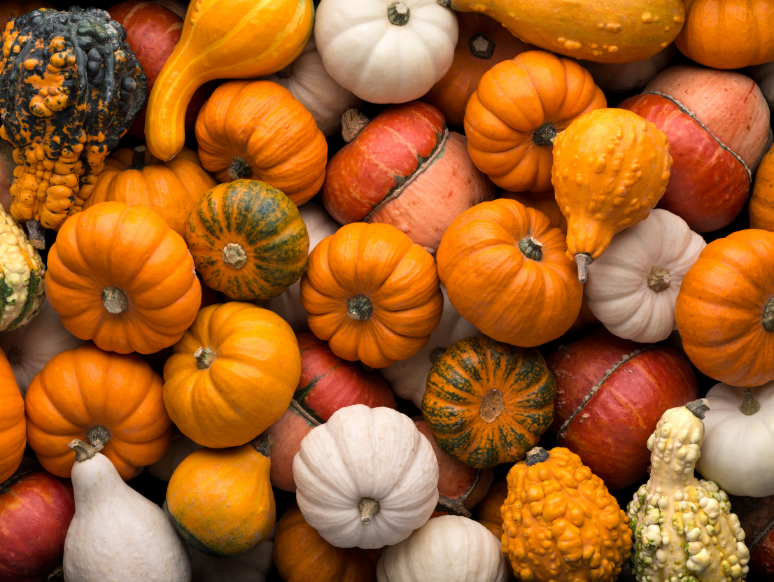 selection of pumpkins
