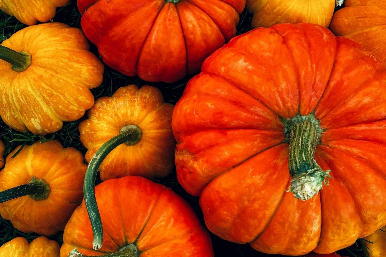 CODE ORANGE: The First Whisper of Autumn Has Arrived 🧡