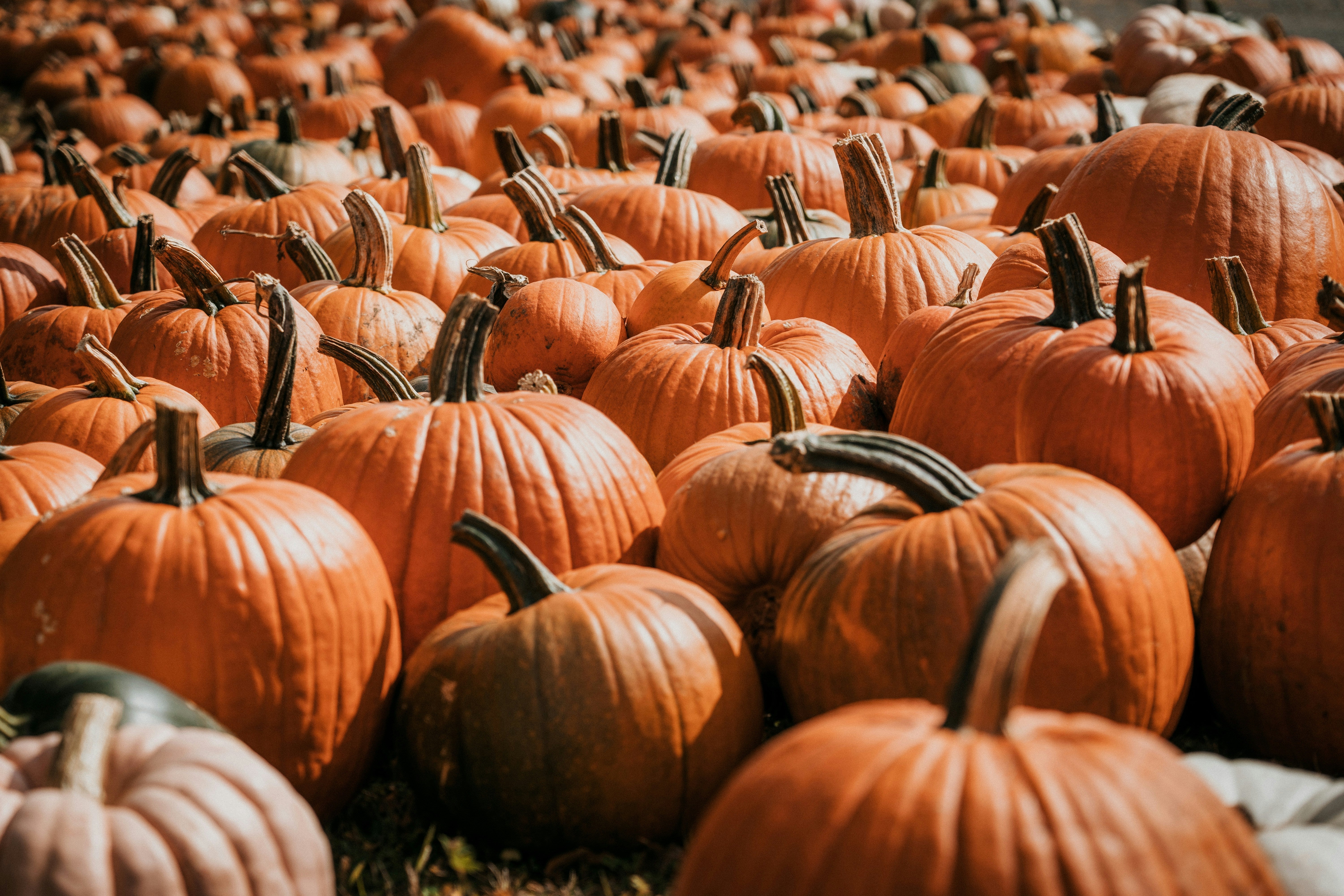 Rows of orange pumpkins with curled stems at a pumpkin patch.