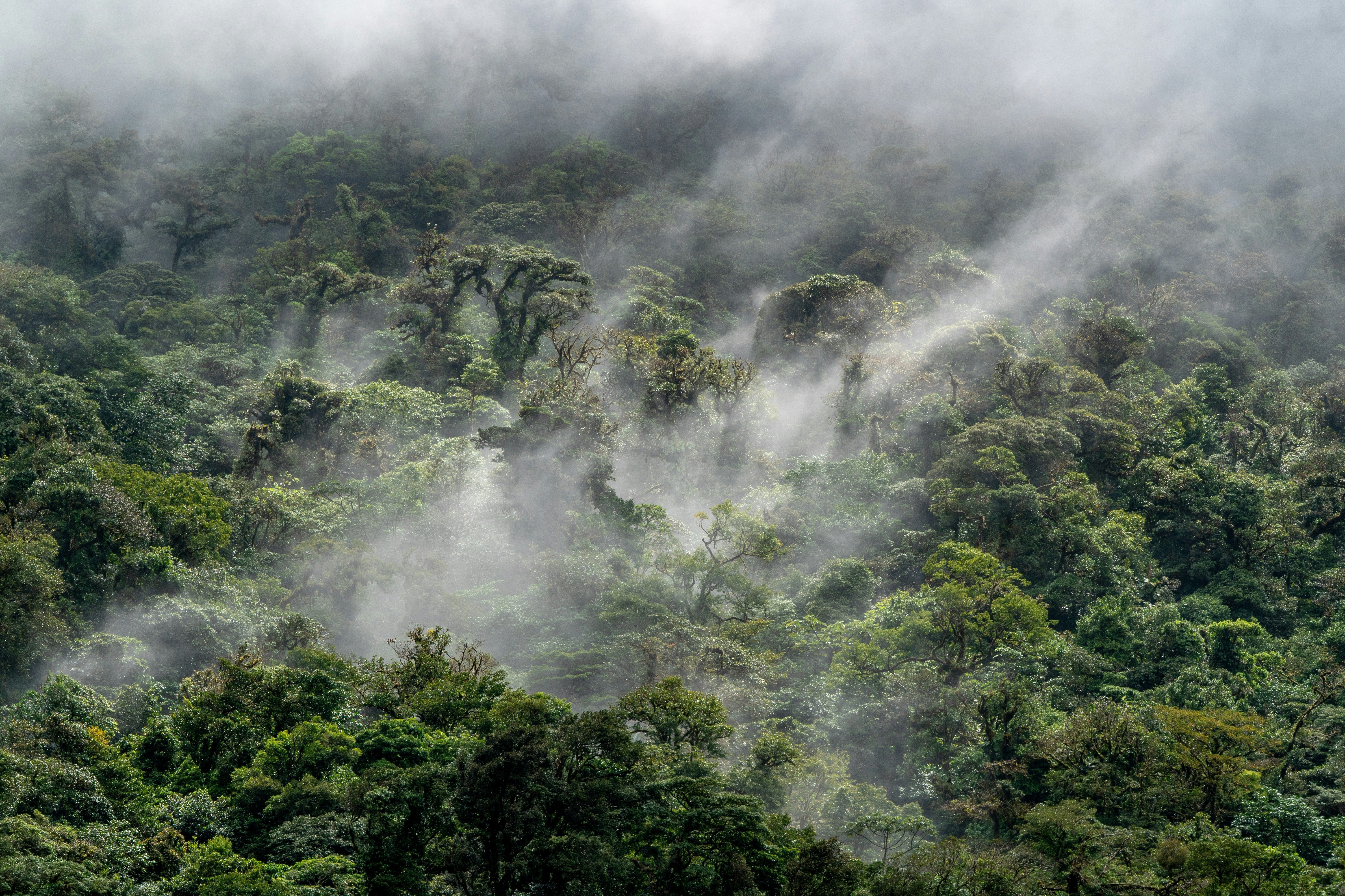 Rainforest in the rain
