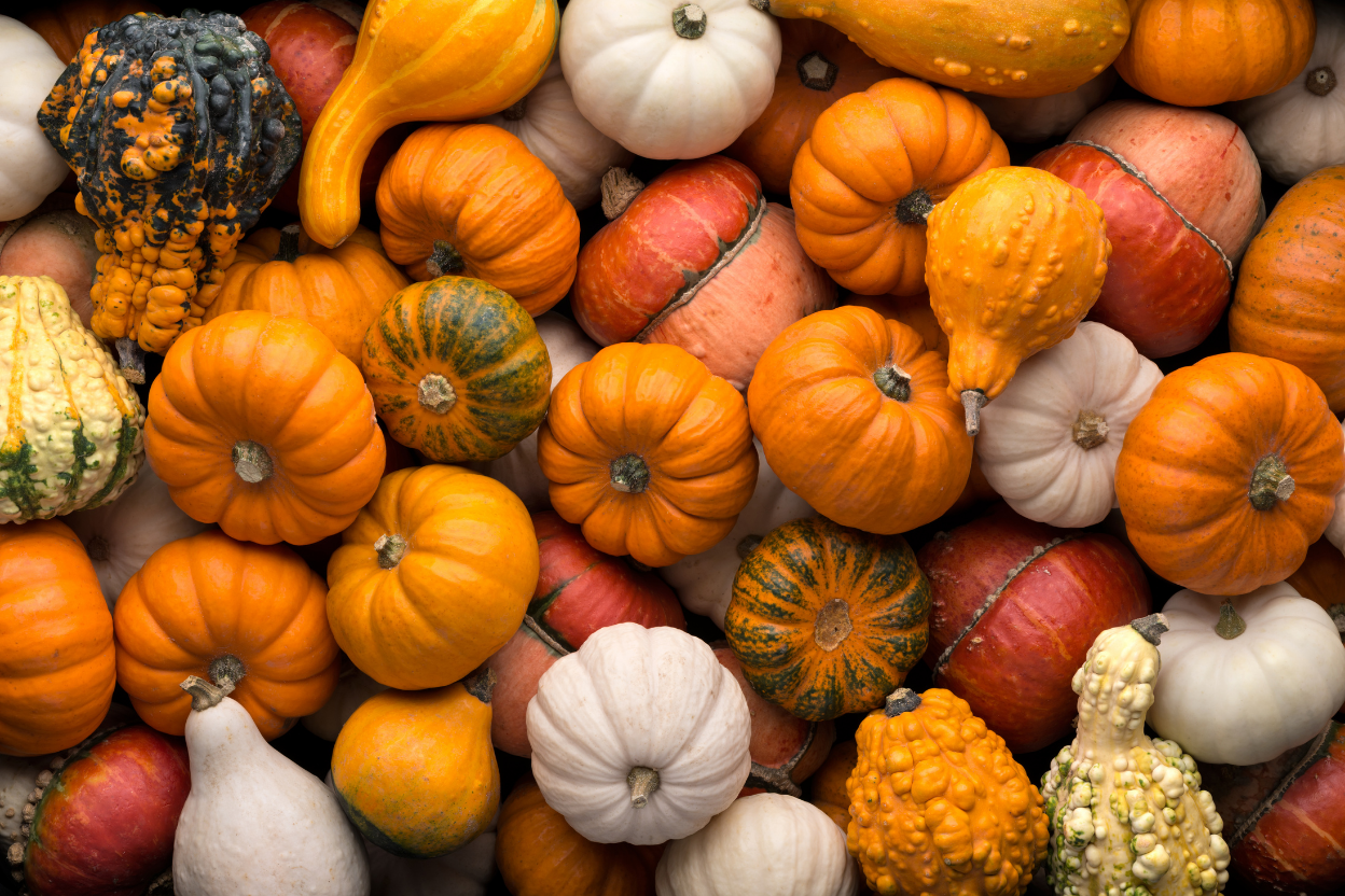 selection of pumpkins