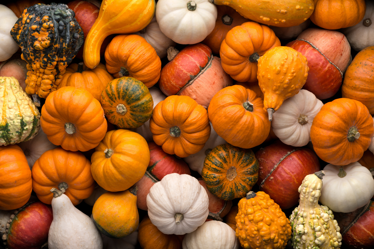 selection of pumpkins